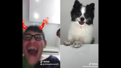 Dog laughs