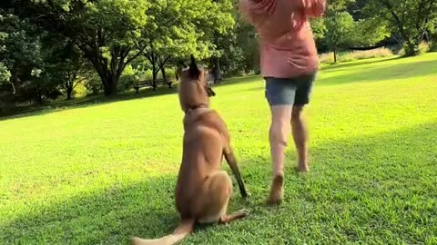 😂🐶 Dog's Unexpected Move Will Leave You Speechless! | FunFM