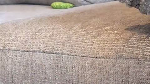 😂🐶 This Dog's Whoops is Priceless! | FunFM