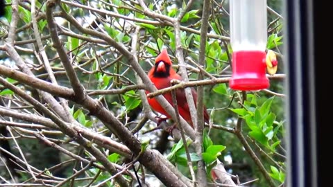 Cardinal
