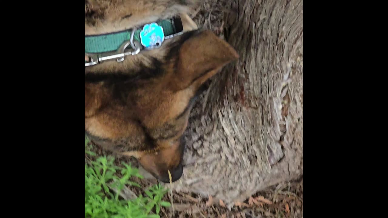 Virgil german shepherd.