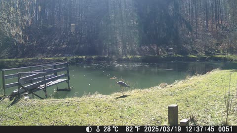 19032025 Fischreiher Sonnenspaziergang