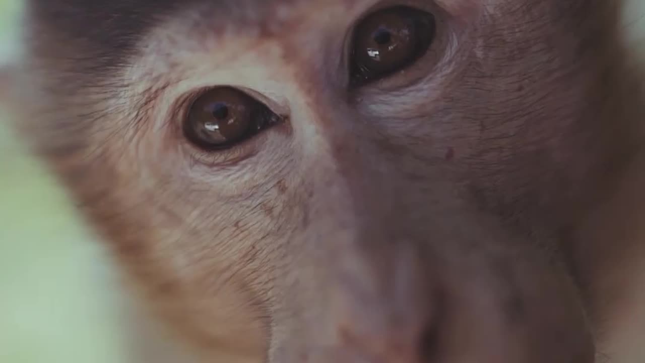 Sad Monkey Moment That Will Melt Your Heart π₯Ίπ #catlovers #animalshorts #petlovers