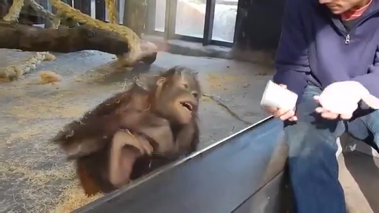 Funny Monkey & Magic