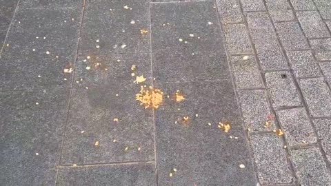 Young Bob has been violently attacked by a leftist again. We are offering a £200 bounty