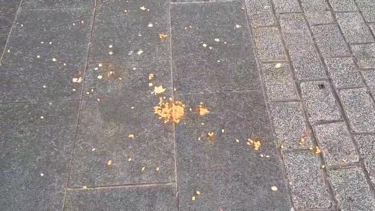 Young Bob has been violently attacked by a leftist again. We are offering a £200 bounty