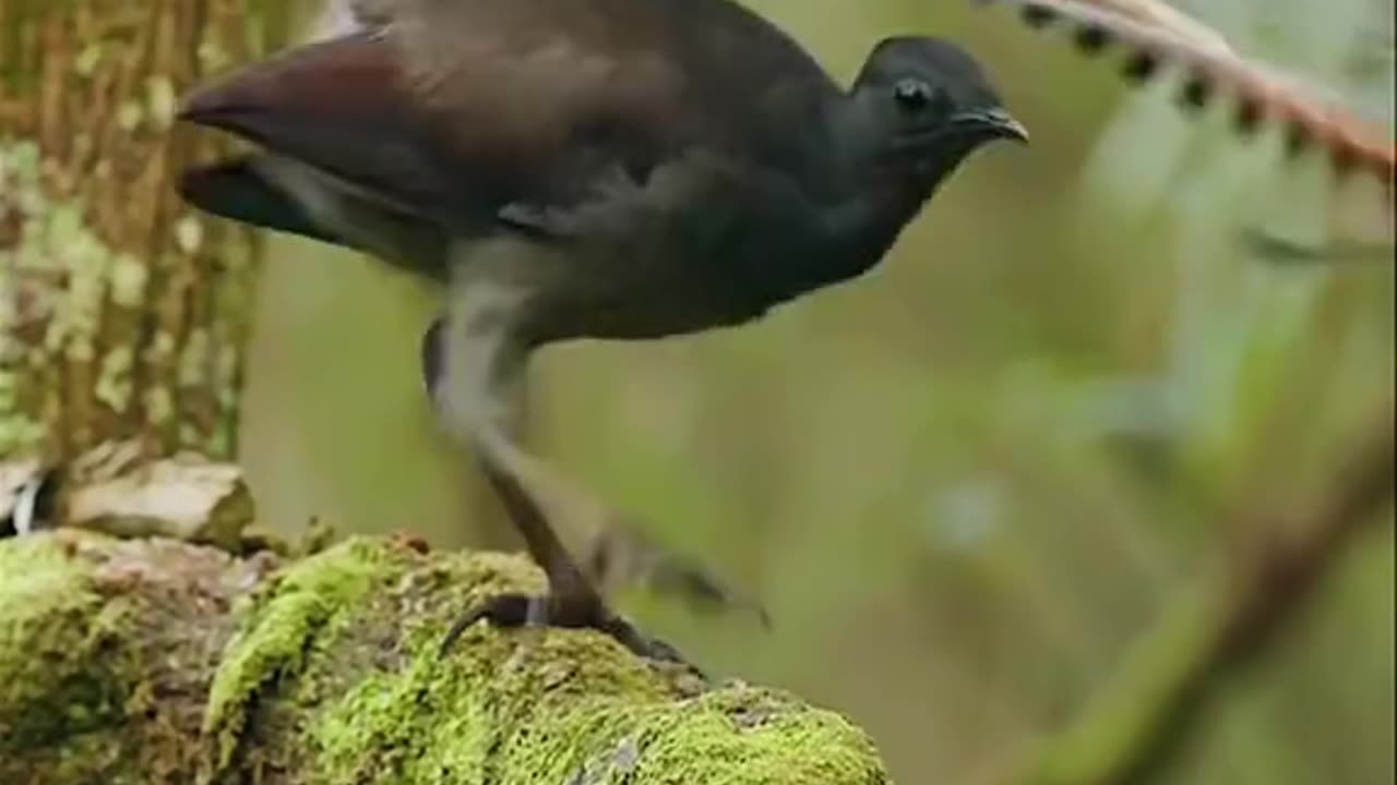 Chirping Birds