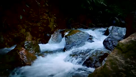 Nature Sounds - Forest River | Healing Nature Sounds for Deep Sleep and Relaxation