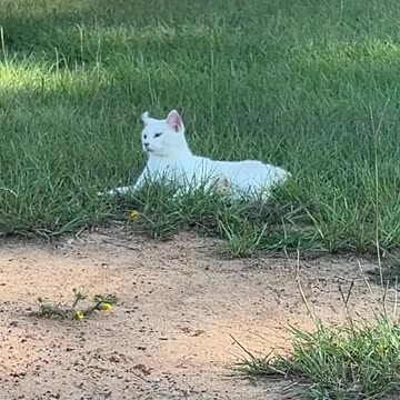 Her name is Curly because of her ears