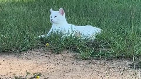 Her name is Curly because of her ears