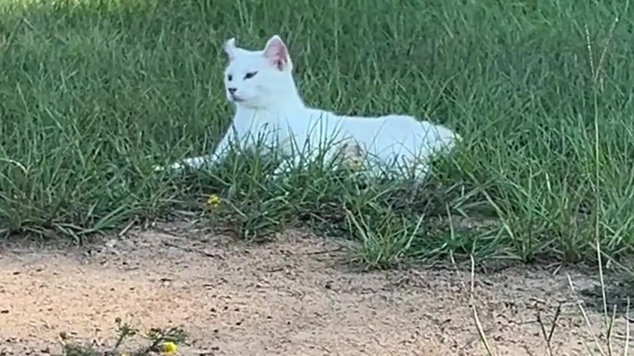 Her name is Curly because of her ears