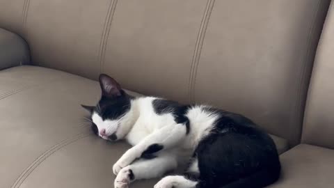 🤣🐱 Cat Lion’s Hilarious Leg Raise Sleep Habit! | FunFM