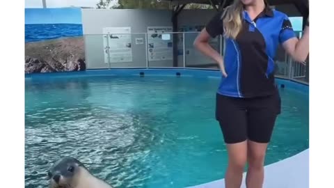 Funny animals videos