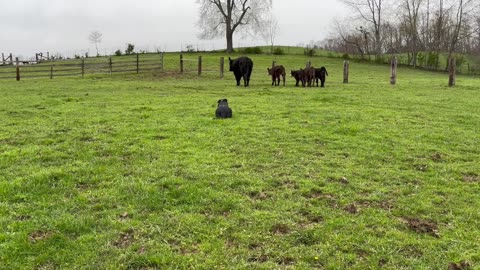 4/11/2025 Wendy Cows and Calves 2