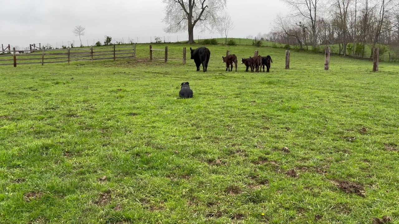 4/11/2025 Wendy Cows and Calves 2