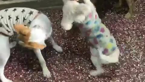 😂🐶 He Doesn't Want To Play! | FunFM