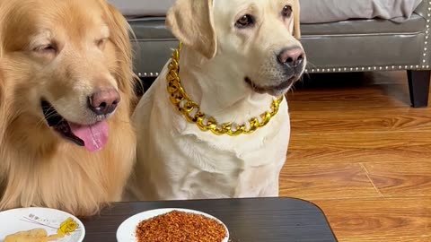 狗狗：你还是人吗？太坏了！Dog: Are you still human? Too bad!