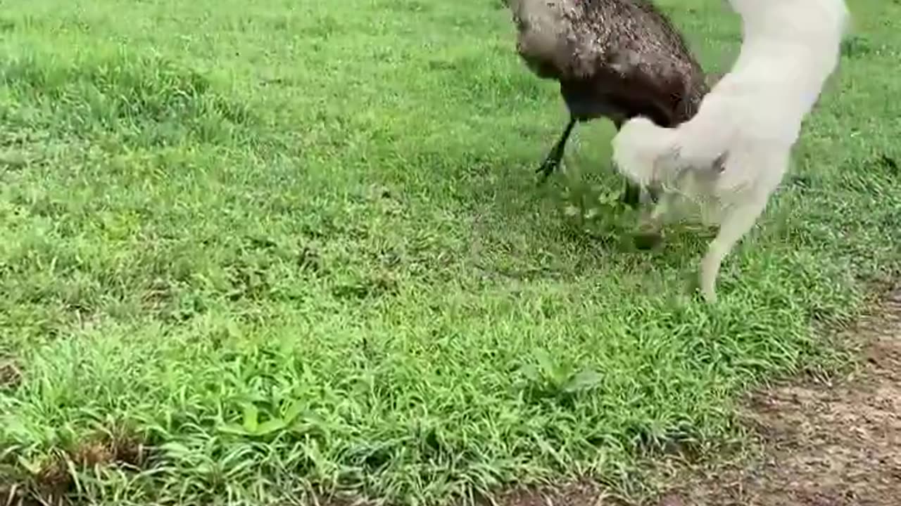 Play goes Beyond Species