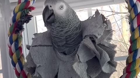 parrot talks to alexa this convo is pure comedy!😂😂