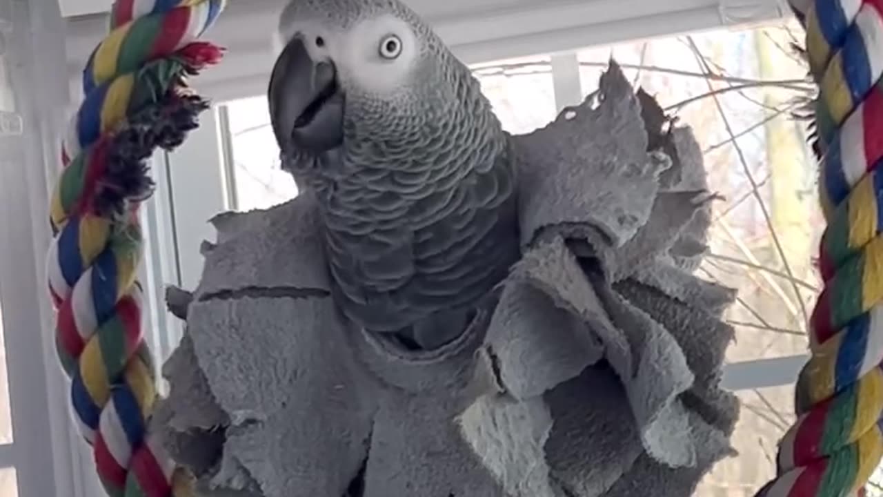 parrot talks to alexa this convo is pure comedy!😂😂