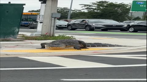 Crocodile Following Traffic Laws