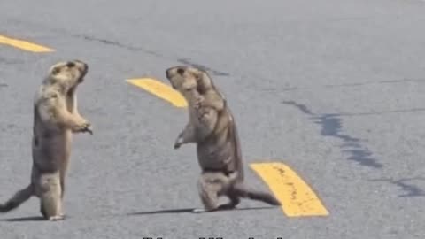Dos marmotas peleonas provocan un atasco en una autopista de China