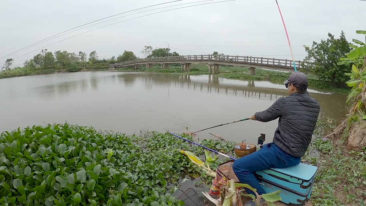 Eel Twists Through the Tangled Roots