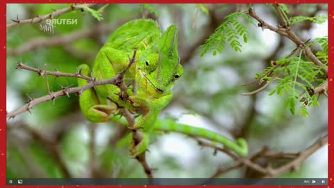 Reptiles of the Wild | Untold Stories of Cold-Blooded Creatures