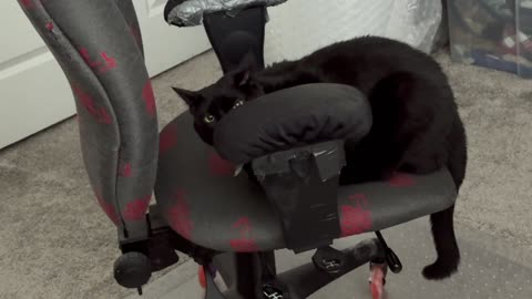 Cute Precious Piper Gets Settled in Her Office Chair - My Adopted Shelter Cat Vlog