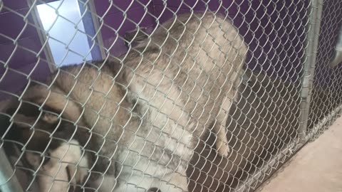 Hiro 7y Pet Id 943938 kennel 18 HSSAZ shelter HSSAZ wants 2 slim him down in healthy way20250711_323
