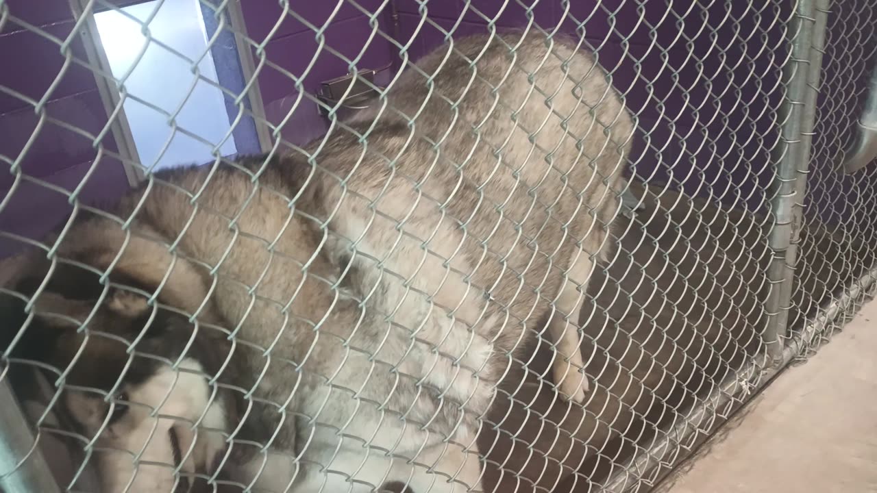Hiro 7y Pet Id 943938 kennel 18 HSSAZ shelter HSSAZ wants 2 slim him down in healthy way20250711_323