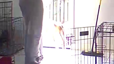 Bull Terrier Full Sends Into Kennel Door