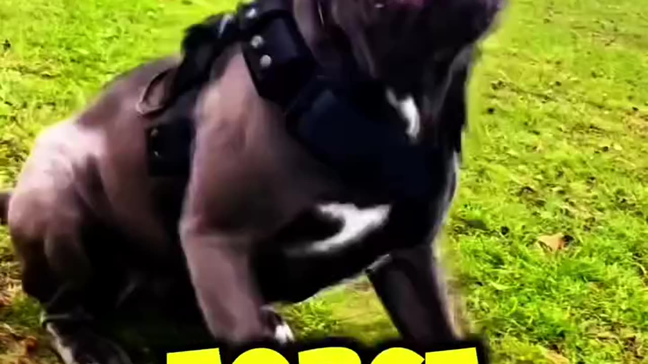 The Most Dangerous Dog Breed in the World: The Cane Corso