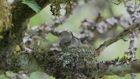 Anna's Hummingbird nestlings