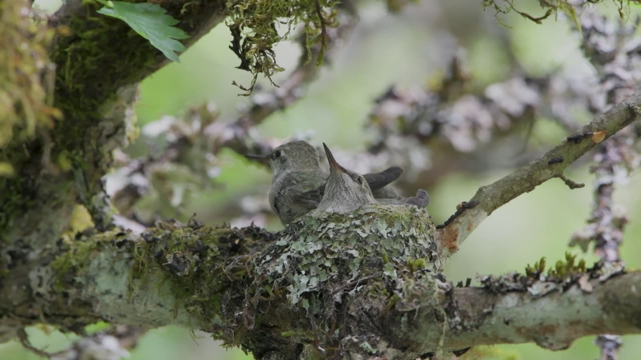 Anna's Hummingbird nestlings