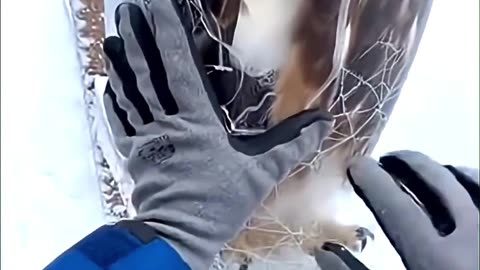 Frozen solid in ice- seconds later, the eagle takes flight #rescue #rescueanimals #arcticrescue