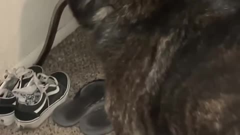Fun pets
