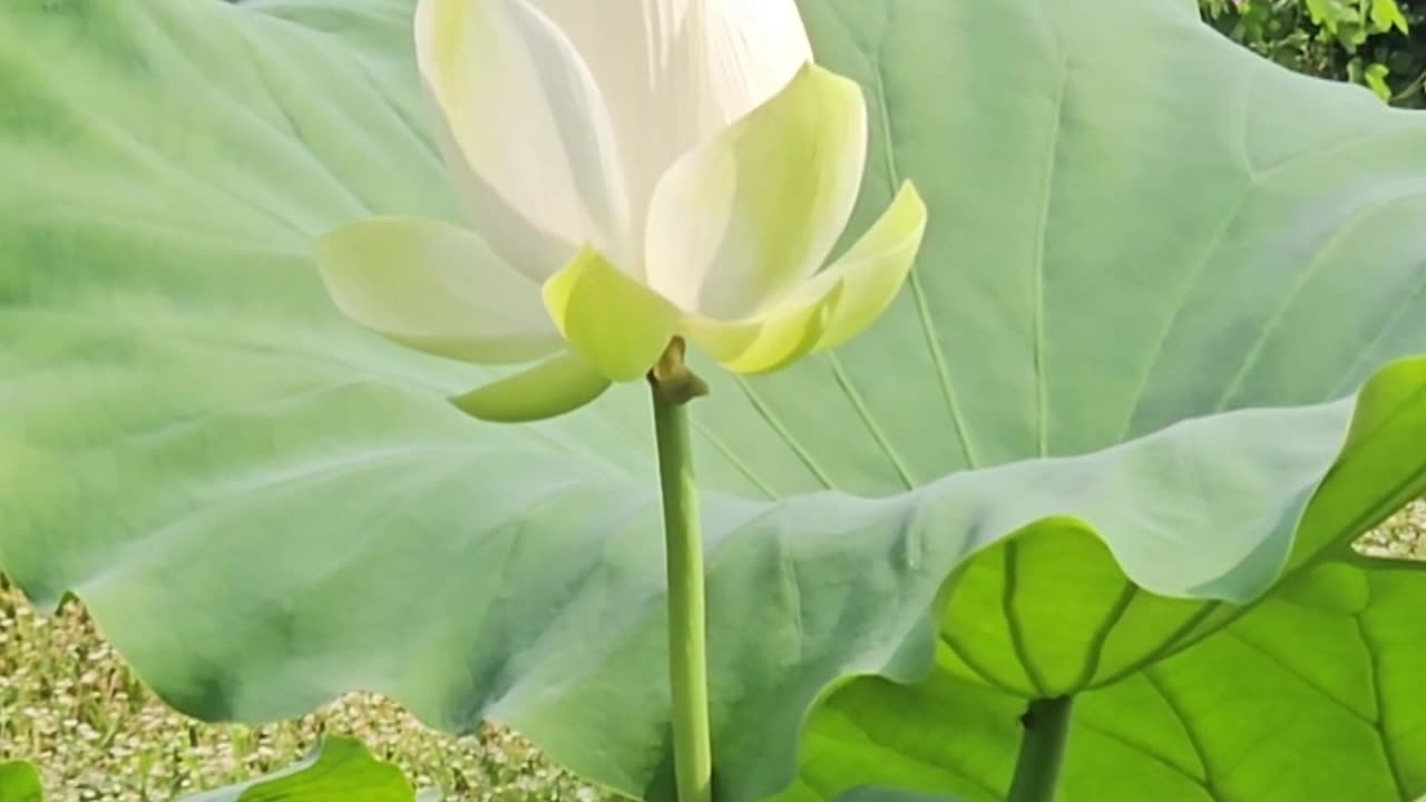 Express Compassion to Yourself & Others Peace and Harmony