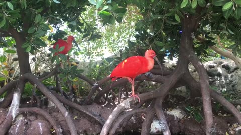 Flamingo effortless grace and ability to stand on one leg represent balance and harmony.