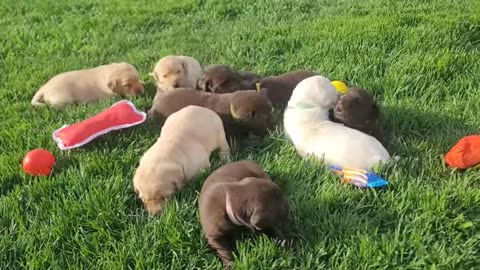 week old labrador puppies explore outside for the first time, adorable first playtime