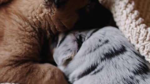 Baby Puma Cub & Aussie Shepherd Puppy – Unlikely Besties