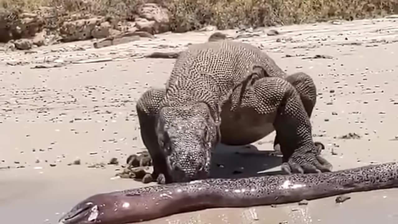 Varan vs Anaconda: Survival Showdown in the Wild!