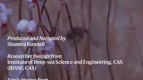 Deepest ecosystem ever discovered