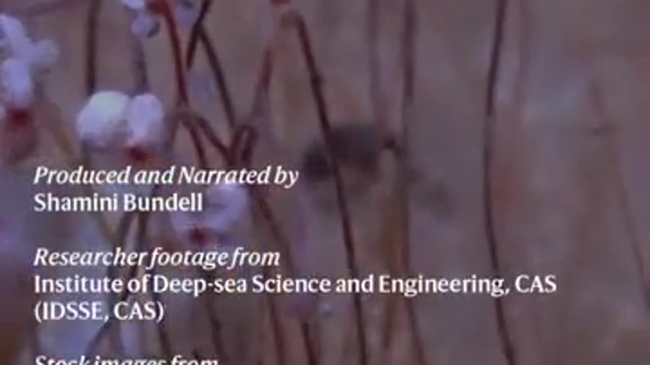 Deepest ecosystem ever discovered