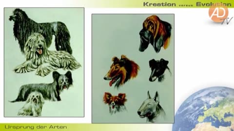 amazingdiscoveries 🪄Kreation vs Evolution, 05. Ursprung der Arten - Prof.Veith