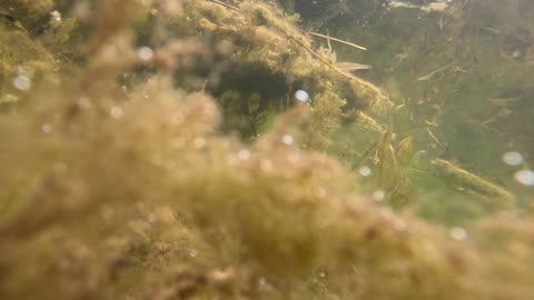 Underwater and plants #2
