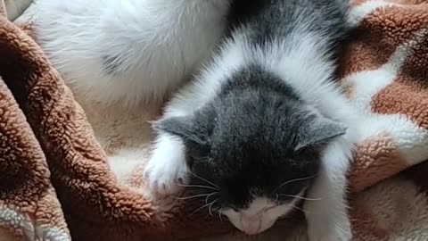 Gatti che fanno ridere: momenti esilaranti