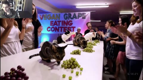 Outtake #1,183 Of The Cats Attempt The Vegan Grapes Eating Contest Fake Funny Parody Video