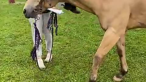 Trending: Gentle Horse Allows Climbing and Sliding || ViralHog