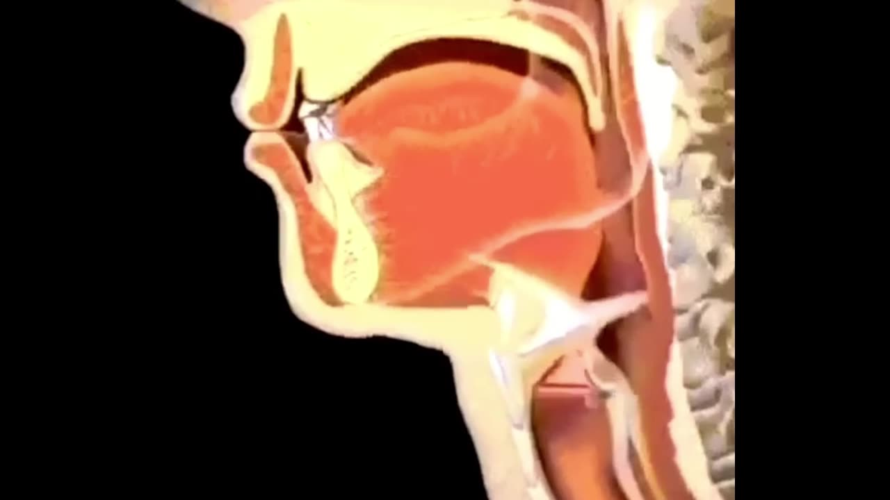 How what you eat goes into your stomach